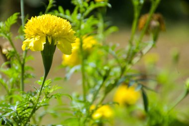 field marigold yellow flower blooming and soft light background