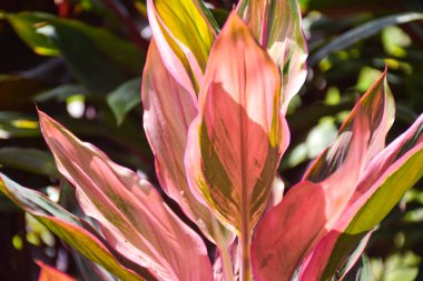 green leaves beauty nature in garden Thailand