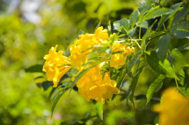 yellow Tecoma stans flower blooming soft blur in garden