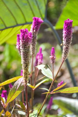  pink cockscomb flower blooming soft blur background nature