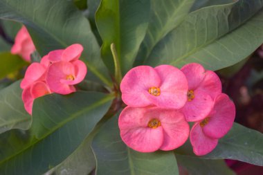  Pink poi Sian flowers bloom in the garden in Thailand