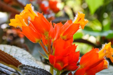 orange flowers blooming soft light background