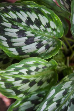 paint and line on green leaves  and white