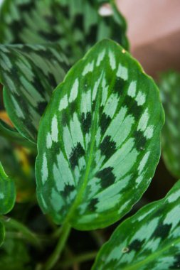 paint and line on green leaves  and white