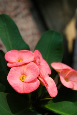 Pink  Poi Sian flower blooming in the garden
