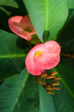 Pink  Poi Sian flower blooming in the garden