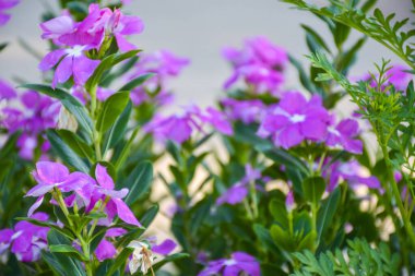 Bahçede açan bulanık mor çiçekler.