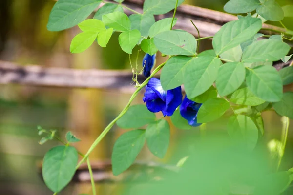 Flores Guisante Mariposa Azul Florecen Largo Cerca Bambú — Foto de Stock