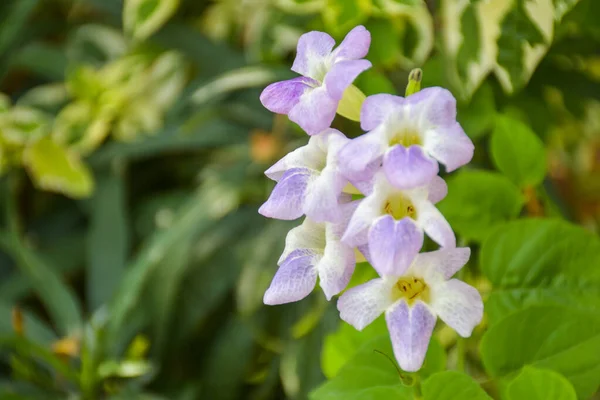 Smalls Blanco Púrpura Flor Que Florece Jardín Bangkok Tailandia — Foto de Stock