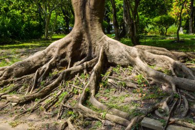 Bangkok Tayland 'daki bahçe parkının kökleri