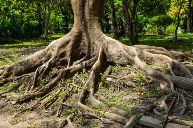 roots in the garden park Bangkok Thailand clipart