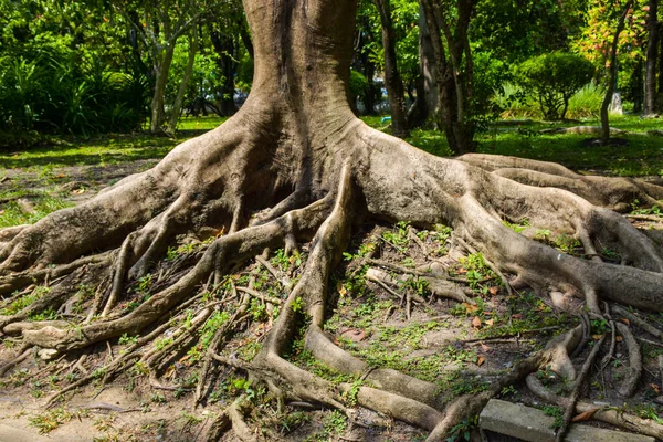 stock image roots in the garden park Bangkok Thailand