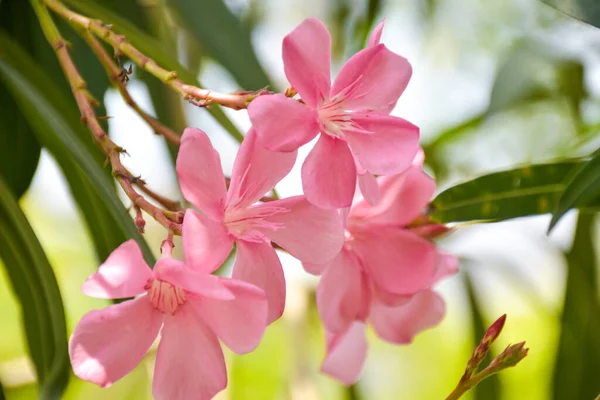 Rózsaszín Virágok Virágzó Zöld Levelek Kert Park Bangkok Thaiföld — Stock Fotó