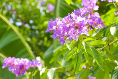  Lagerstroemia Sabah güneşi Tayland bahçesinde mor çiçekler parlıyor