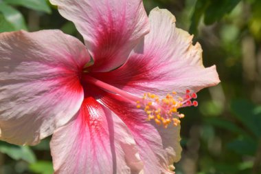 Bangkok, Tayland bahçesinde çiçek açan güzel taç yaprakları ve polenleri olan pembe amber çiçeği.