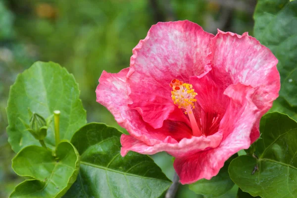 Rosa Hibiskusblüte Mit Schönen Blütenblättern Und Blütenstaub Garten Von Bangkok — Stockfoto