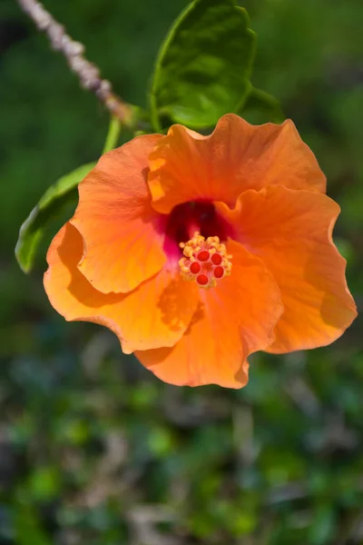 Orangen Hibiskus Blühen Und Sonnenlicht Bangkok Garten Thailand — Stockfoto