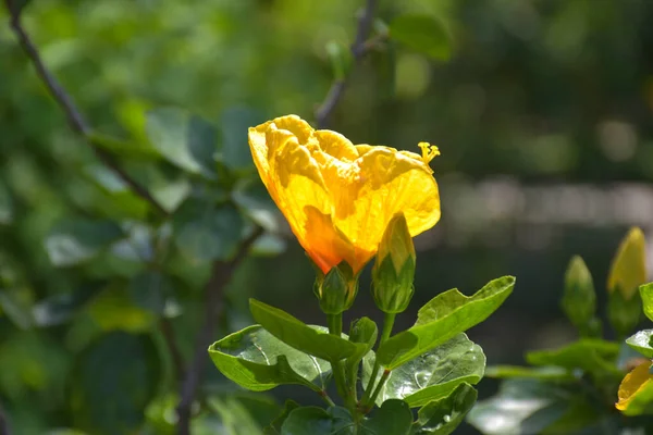 Жовтий Гібіскус Розквітає Сонячне Світло Саду Бангкока Таїланд — стокове фото