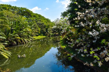 Çiçek açan bir köprü parkı Bangkok, Tayland 'da