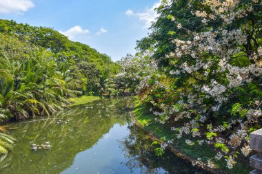 Çiçek açan bir köprü parkı Bangkok, Tayland 'da