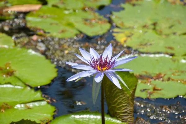 Lila Lotus Blommar Vatten Bangkok Trädgård Park Thailand — Stockfoto