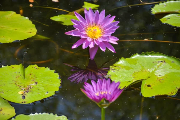 Fialový Lotos Kvetoucí Vodě Bangkok Zahradní Park Thajsko — Stock fotografie
