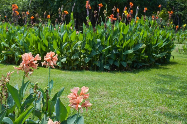 Campo Flores Canna Con Hermosos Colores Floreciendo Jardín —  Fotos de Stock