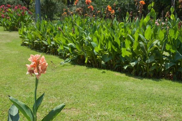 stock image Canna flower field with beautiful colors blooming in the garden