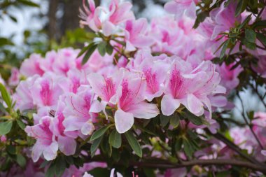Güney Kore 'de güzel pembe çiçekler açar..