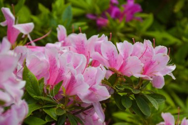 Güney Kore 'de güzel pembe çiçekler açar..