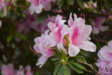 Güney Kore 'de güzel pembe çiçekler açar..