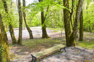 Kore 'de bir adada güzel bir yeşil orman