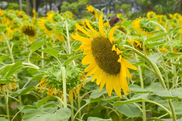 Yellow Sunflowers Bloom Beautiful Petals Garden Bangkok Thailand — Stock Photo, Image