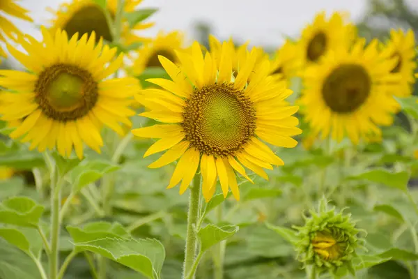 Yellow Sunflowers Bloom Garden Bangkok Thailand — Stock Photo, Image