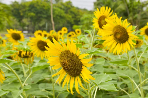 Yellow Sunflowers Bloom Garden Bangkok Thailand — Stock Photo, Image