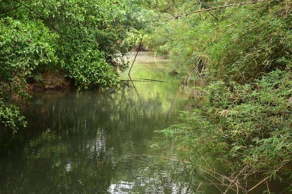Bangkok, Tayland 'da yeşil orman ve güzel göl