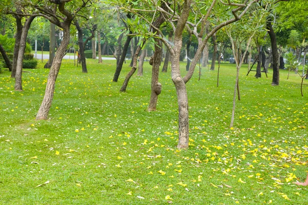 Belas Árvores Luzes Jardim Bangkok Tailândia — Fotografia de Stock