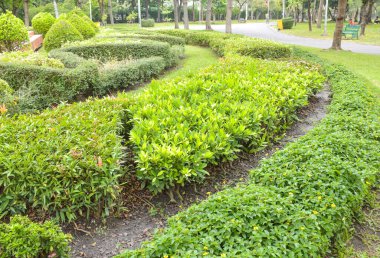Manzaralar, ağaçlar ve parktaki güzel, rahatlatıcı yollar, Bangkok, Tayland.
