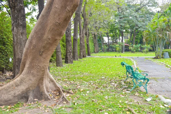 방콕의 공원의 아름다운 나무들 — 스톡 사진