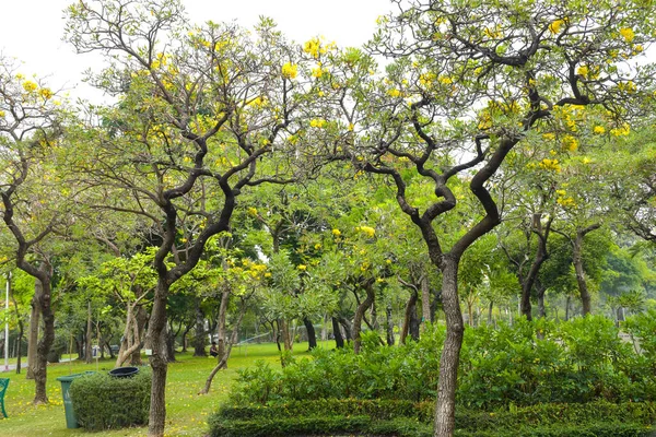 Hermosos Paisajes Árboles Parque Bangkok Tailandia —  Fotos de Stock