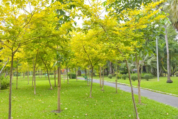Hermosos Paisajes Árboles Parque Bangkok Tailandia — Foto de Stock
