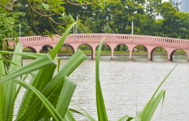 Çiçek açan güzel çiçekler ve Tayland, Bangkok parkında güzel bir köprü..