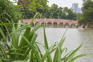 Çiçek açan güzel çiçekler ve Tayland, Bangkok parkında güzel bir köprü..