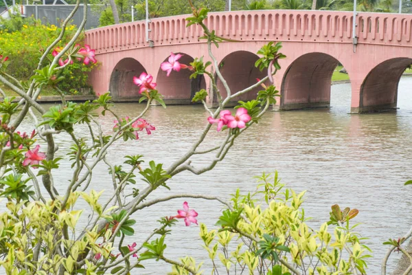 Цветы Полном Расцвете Красивый Мост Парке Бангкока Таиланд — стоковое фото