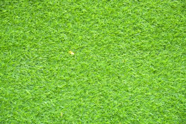 Parkta yeşil çimen, Bangkok, Tayland