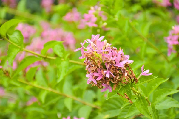 Vackra Blommor Och Träd Chatuchak Park — Stockfoto