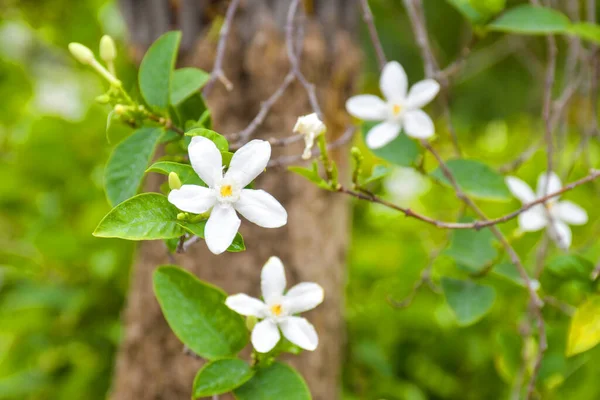 Chatuchak Park Inda Küçük Beyaz Çiçekler — Stok fotoğraf