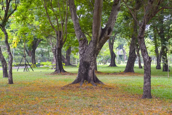 Hermosos Árboles Jardín Bangkok Tailandia —  Fotos de Stock