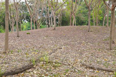 Bangkok Park, Chatuchak Park 'ta güzel ağaçlar ve göl