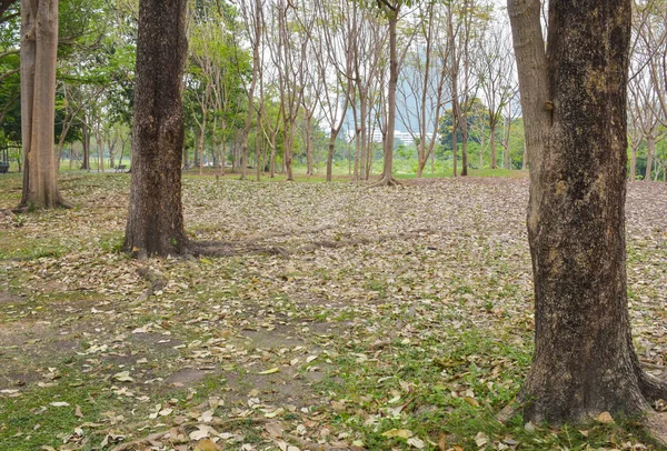 Pohon Pohon Dan Danau Indah Bangkok Park Taman Chatuchak — Stok Foto